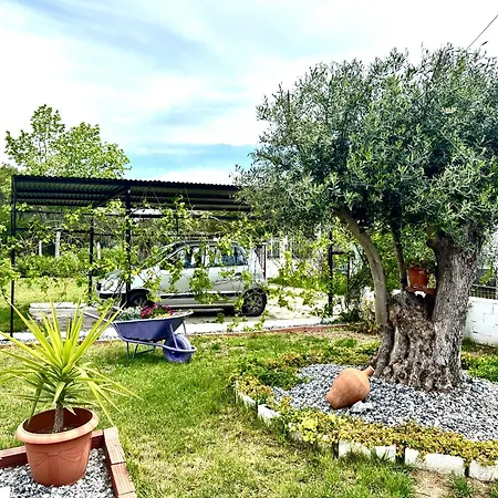 Olea