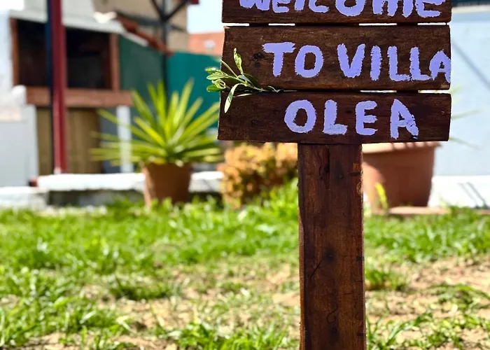 Olea Case de vacanță *